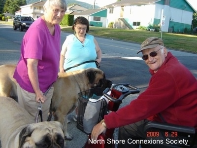 Three people on a sidewalk, two are standing and one is in a wheelchair. They are with two Mastiffs  and there is a car driving in the background