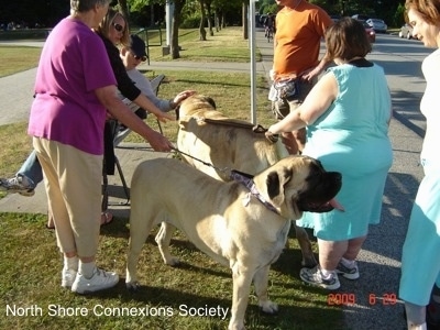 One person is sitting on a bench and petting a Mastiff. Three people are standing near the curb