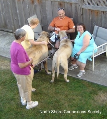 5 people with two Mastiffs - Two people are sitting in lawn chairs with Two Mastiffs in front of them. One of the Mastiffs is being pet by a lady standing in the grass