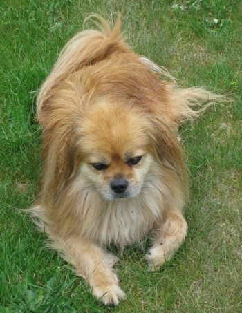 Top down view of a tan with white Tibetan Spaniel dog laying in grass and it is looking forward. The dog has a long coat with longer hair on its ears and tail.