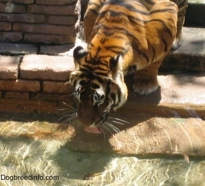 A Tiger standing on stone steps drinking out water of a pool of water at the base of the steps.