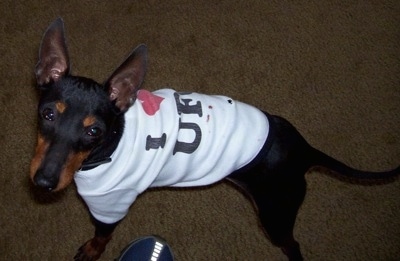 A black and tan Toy Manchester Terrier is standing on a carpet and looking up wearing a white t-shirt.