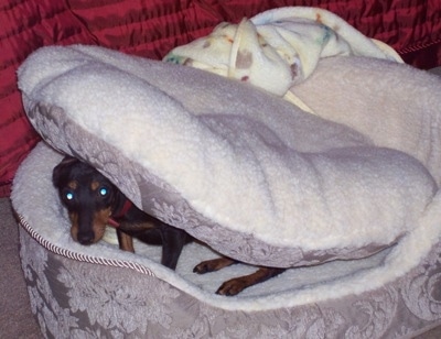 A black and tan Toy Manchester Terrier is sitting in a dog bed with the bed cushion on top of its head looking forward.