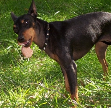 Side view - A black and tan Toy Manchester Terrier is standing in grass and it is eating a chunk of meat.