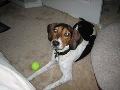 The right side of a white with black and brown Treeing Walker Coonhound that is laying on a tan carpet with a yellow tennis ball next to her