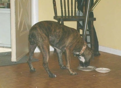 The right side of a brindle Valley Bulldog eating food off of a plate