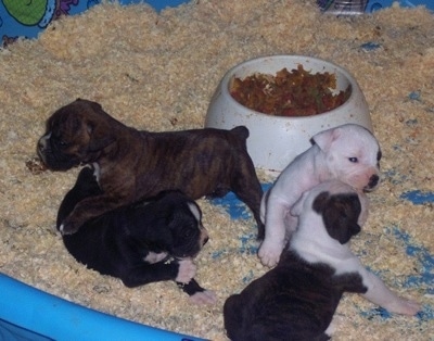 A litter of four small Valley Bulldog puppies are playing with each other in a blue plastic kiddie pool full of wood chips. There is a food bowl behind them.