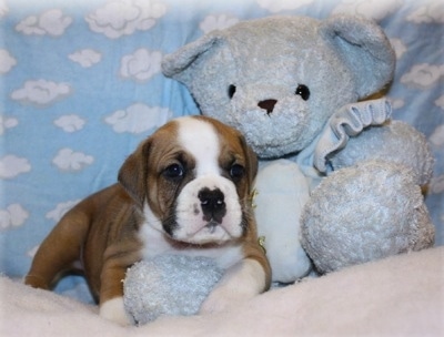A wrinkly, pudgy brown with white and black Valley Bulldog puppy is laying on top of a bed, it is looking forward and there is a blue plush doll next to it.