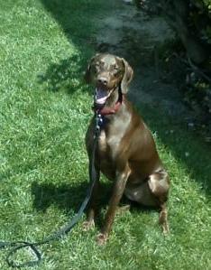 Front view - A tall, shiny-coated, chocolate brown dog sitting in grass looking up