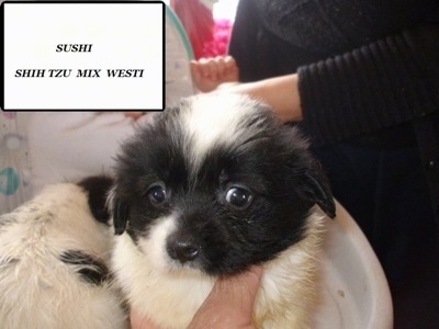 Close up - A White and black Weshi puppy is being held by a persons hand and in the top right are the words - 'Sushi Shih Tzu Mix Westi'.