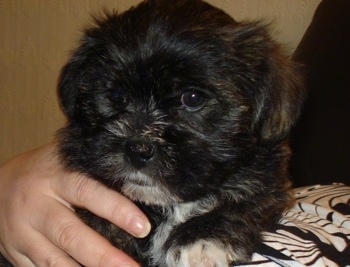 Close up - A fuzzy black with white Weshi puppy is being held against the chest of a person.