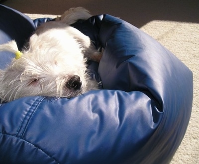 A West Highland White Terrier dog is sleeping in a blue beanbag. Its white face and black nose is sticking out the side.