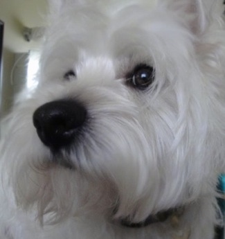 Close up - The front left side of a soft perk eared West Highland White Terrier dog face. It is looking up and to the left. It has a large blak nose, dark round eyes and soft white fur.