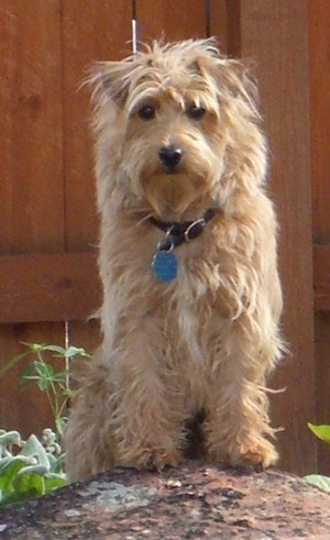 A tan Westiepoo dog is standing up with its front paws up on a rock in a yard and it is looking forward.
