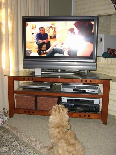 The back of a long wavy coated tan Westiepoo puppy that is sitting on a tan carpet and it is watching a big flat screen TV.