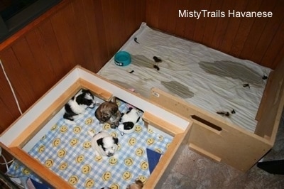 Top down view of five puppies in the sleeping area of a whelping box. There is a second room behind that area with puppy pee and poop.