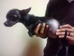 Sugar the Mini Chihuahua Dog, who is pregnant, being held in the air