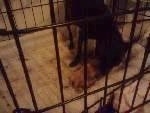 Sugar in  dog crate beginning to give birth