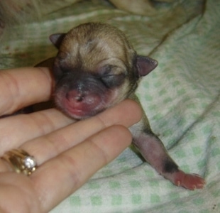 Close Up - Newborn puppy with human fingers holding its chin up