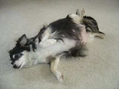 Velvet the long haired Chihuahua laying on its side