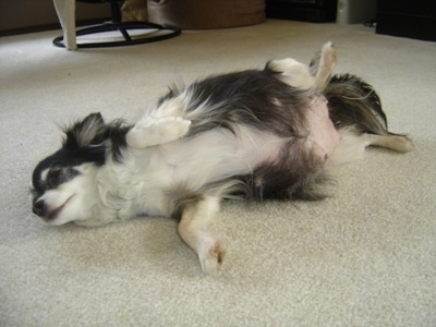 Velvet the long haired Chihuahua laying on its side looking forward