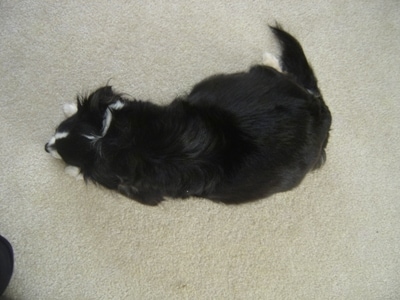 Velvet the long haired Chihuahua laying on its stomach