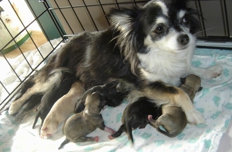 Velvet nursing six puppies