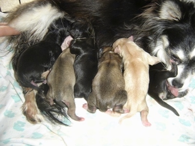Close Up - Velvet nursing Six Puppies