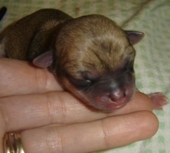 Close Up - Newborn face of a Chihuahua puppy with a hand under its chin