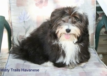 Seven Month Old Havanese Pup sitting in a lawn chair with its mouth open and tongue out