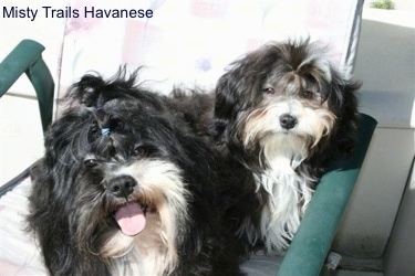 Two Havanese Puppies sharing a lawn chair