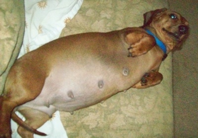 Millie the Miniature Dachshund laying on her side