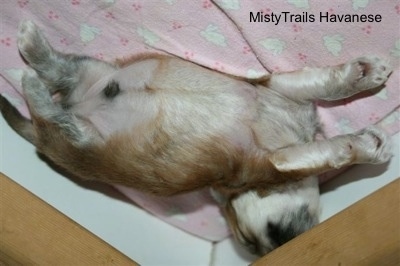 The Preemie pup is laying laying in a corner on its back