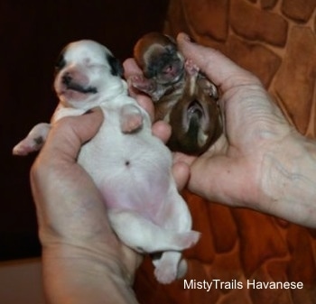 A Person Holding 2 puppies. One Puppy is a Preemie and the Other Puppy is not. With tiled stone in the background