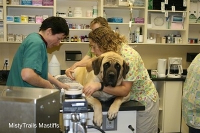 Mastiff laying on a Vets bed being prepped for a c-section