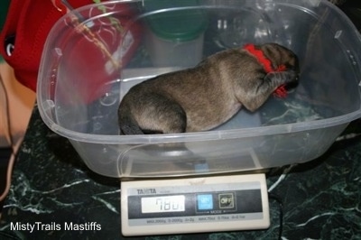 Puppy being weighed