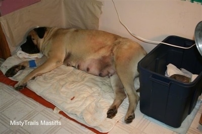 Sassy the Dam Mastiff laying in a corner