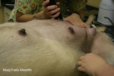 Close Up - Mastiffs Tummy being prepped for c-section