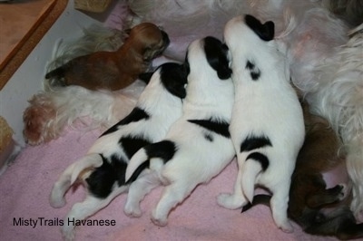 Preemie puppy nursing with littermates