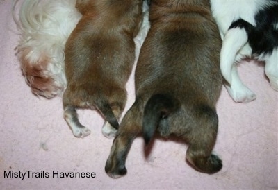 Preemie puppy and littermates back end and tails