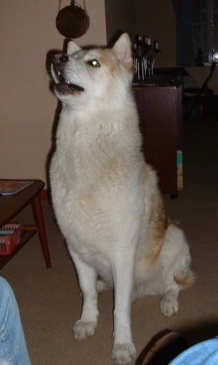 The front left side of a tan with white Wolamute that is sitting on a carpet, it is looking up and to the left. It has its mouth open in mid-bark.