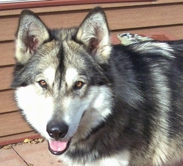 husky malamute wolf hybrid