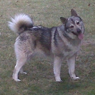 The right side of a black,gray and white Wolf Hybrid that is standing on a grass field. Its head is tilted towards the left, its mouth is open and its tongue is sticking out. Its tail is curled up over its back.