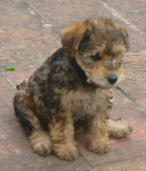 Front side view of a small wavy coated puppy with small fold over ears, a black  nose, dark eyes and a wavy black with tan and brown coat.