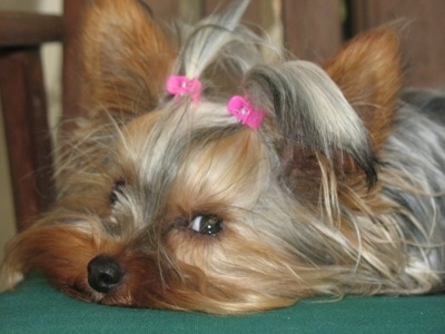 Close up - A black and brown Yorkshire Terrier is laying down and across a green blanket. It has two hair clips holding its very long hair out of its eyes.