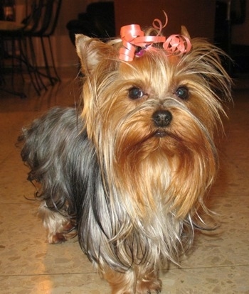 A black and reddish tan Yorkshire Terrier dog standing across a tan tiled floor. It has a pink ribbon in its long hair holding it out of its brown round wide eyes and it is looking forward.