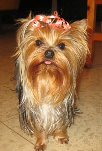 A black and brown Yorkshire Terrier is standing on a tiled floor, it is looking forward, its tongue is sticking out and it has a peach-colored ribbon in its hair holding the fur off of its face. It as round brown eyes and a black nose.