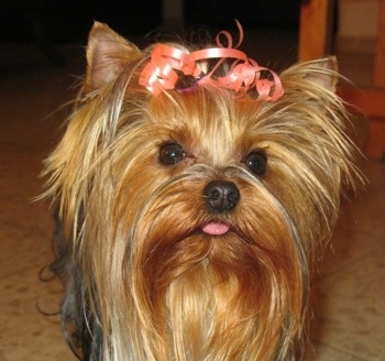 Close up front view head shot - A brown and black Yorkshire Terrier is standign on a tiled floor, it has peach colored ribbon in its hair and its tongue is sticking out.