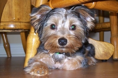 A black with brown Yorkshire Terrier dog laying on a hardwood floor under a chair and it is looking forward. It has wide round eyes, a big black nose and small ears that stick out to the sides.