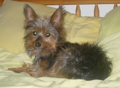 The left side of a small, perk eared black and brown Yorwich puppy laying across a human's yellow bed looking at the camera. It has large perk ears and wide round eyes. The dog's hair is long and sticking out in all directions.